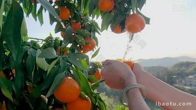 果冻橙子汁采摘种植基地柑橘果园